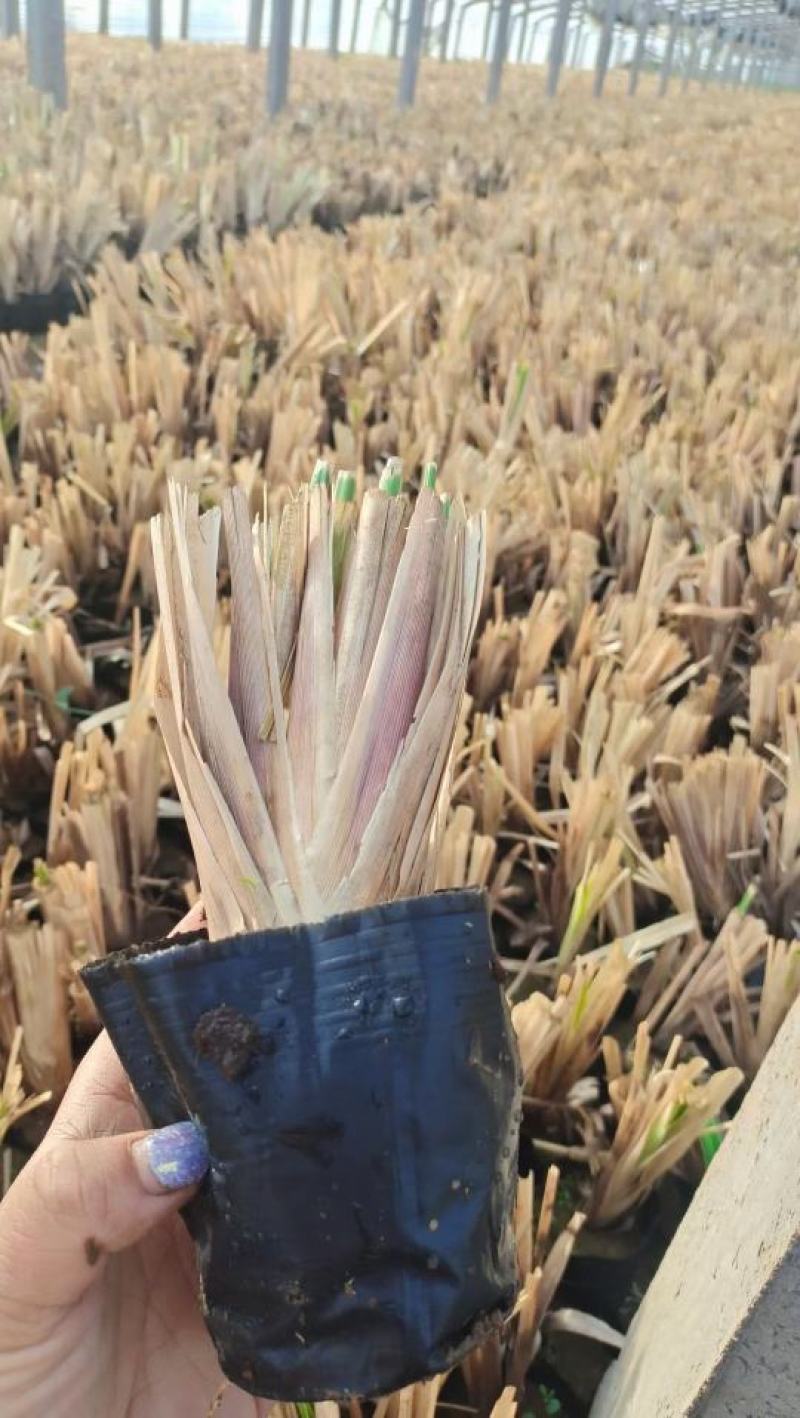 矮蒲苇圆锥花絮，用于园林绿化或岸边栽植的观赏草基地