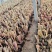 矮蒲苇圆锥花絮，用于园林绿化或岸边栽植的观赏草基地