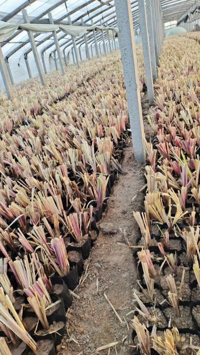 矮蒲苇圆锥花絮，用于园林绿化或岸边栽植的观赏草基地