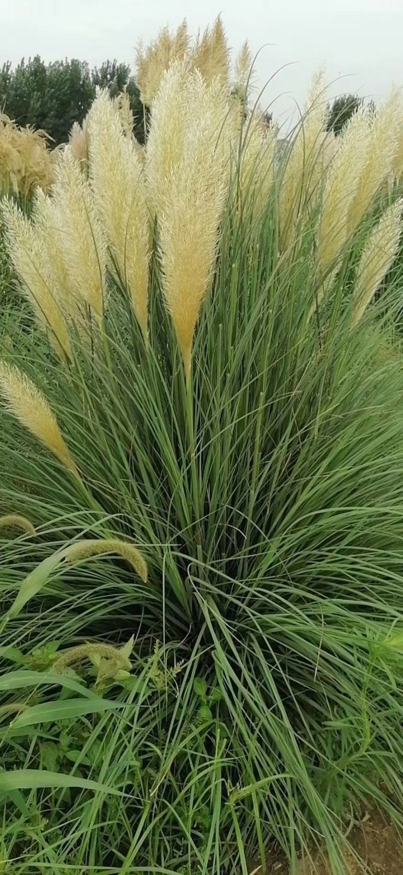 矮蒲苇圆锥花絮，用于园林绿化或岸边栽植的观赏草基地