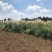 矮蒲苇圆锥花絮，用于园林绿化或岸边栽植的观赏草基地