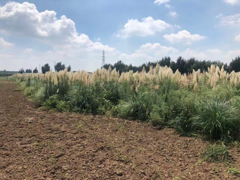 矮蒲苇圆锥花絮，用于园林绿化或岸边栽植的观赏草基地