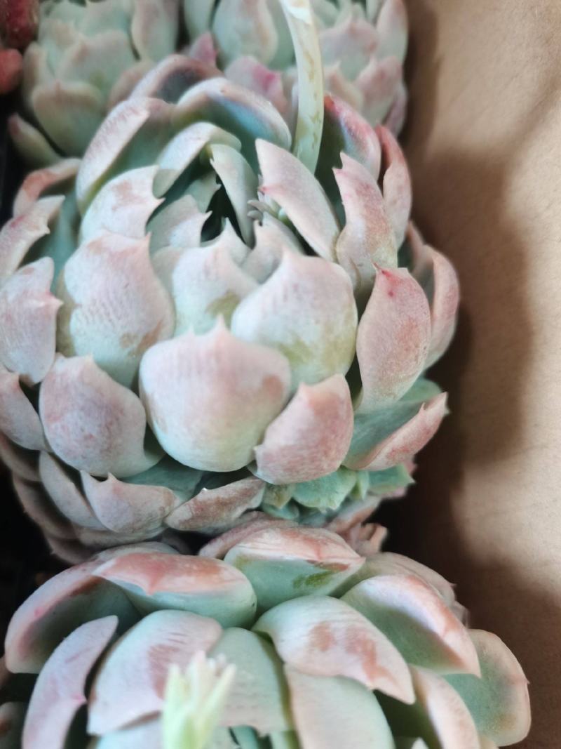 多肉植物。跑江湖。地摊