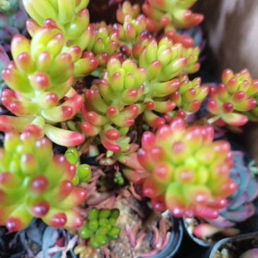 多肉植物。跑江湖。地摊