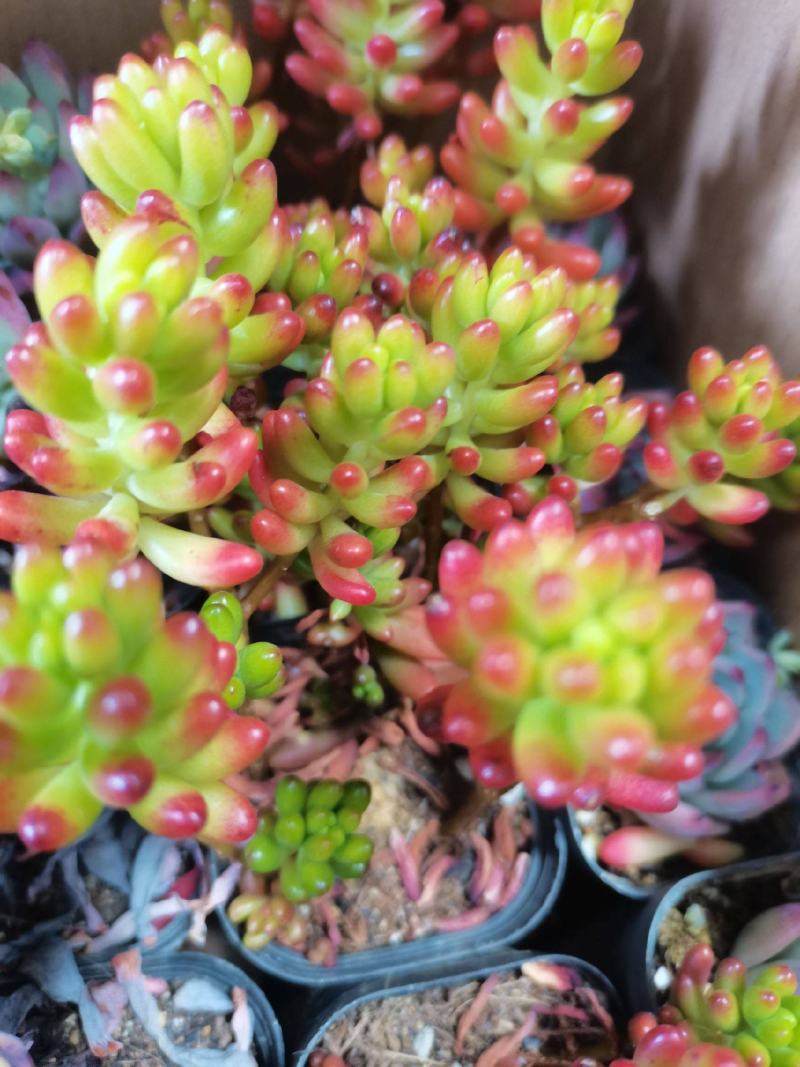 多肉植物。跑江湖。地摊