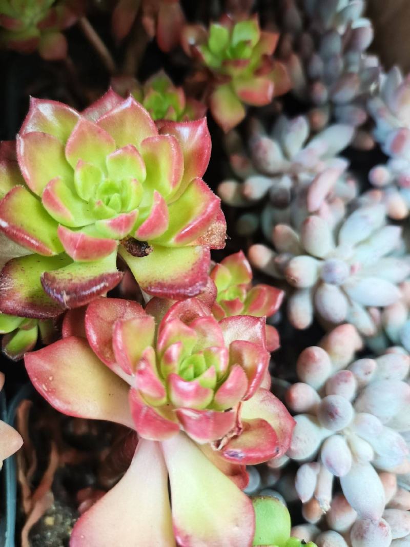 多肉植物。跑江湖。地摊
