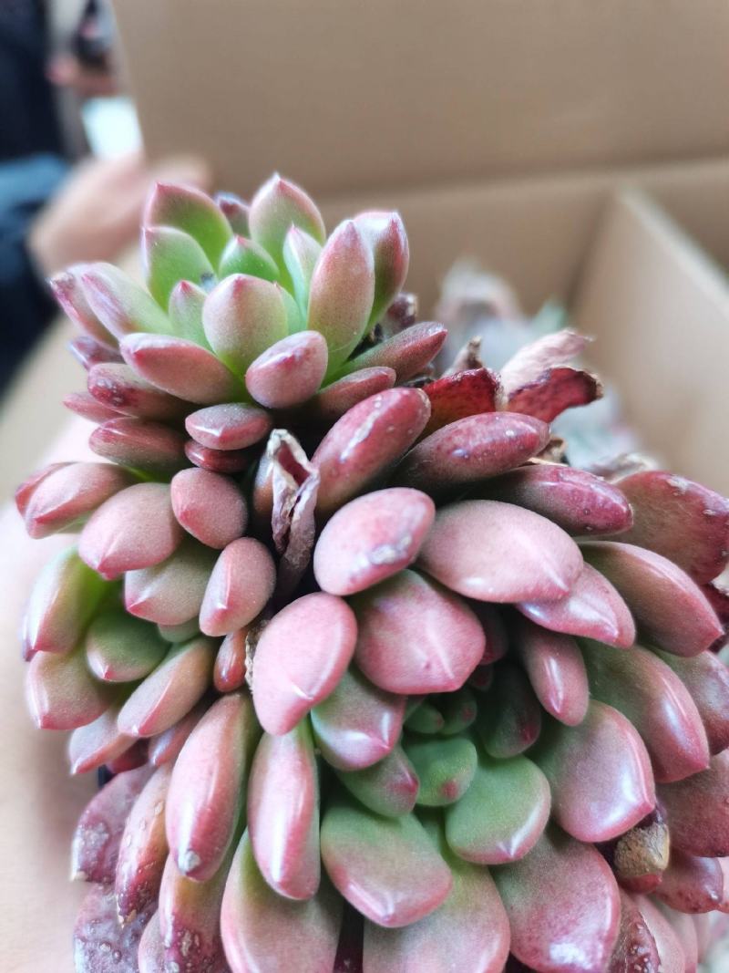 多肉植物。跑江湖。地摊