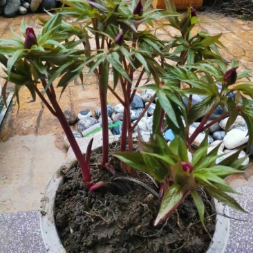 芍药花，天然品种，观赏药用。