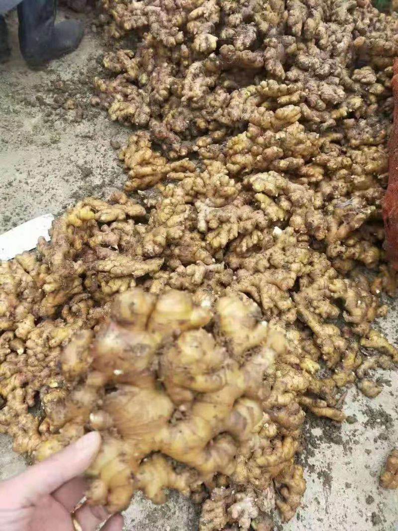【大小黄姜种】产地批发包质包量，芽已崔好全国各地发货