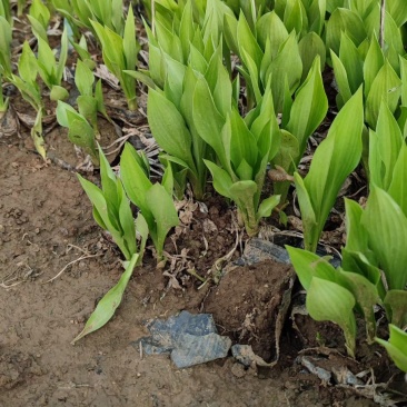 玉簪，百合科，多年生宿根植物属耐阴植物