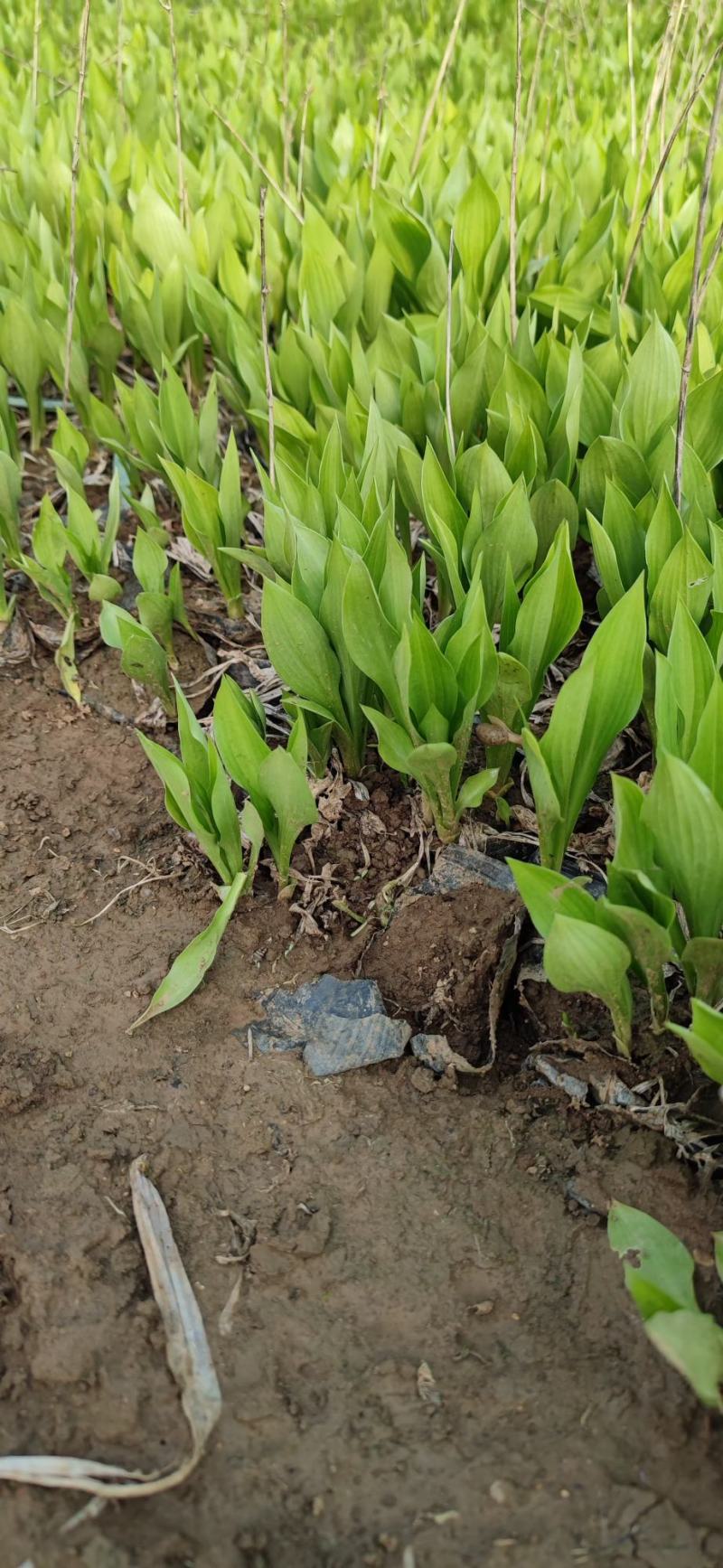 玉簪，百合科，多年生宿根植物属耐阴植物
