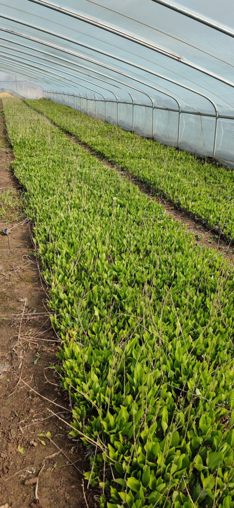 玉簪，百合科，多年生宿根植物属耐阴植物