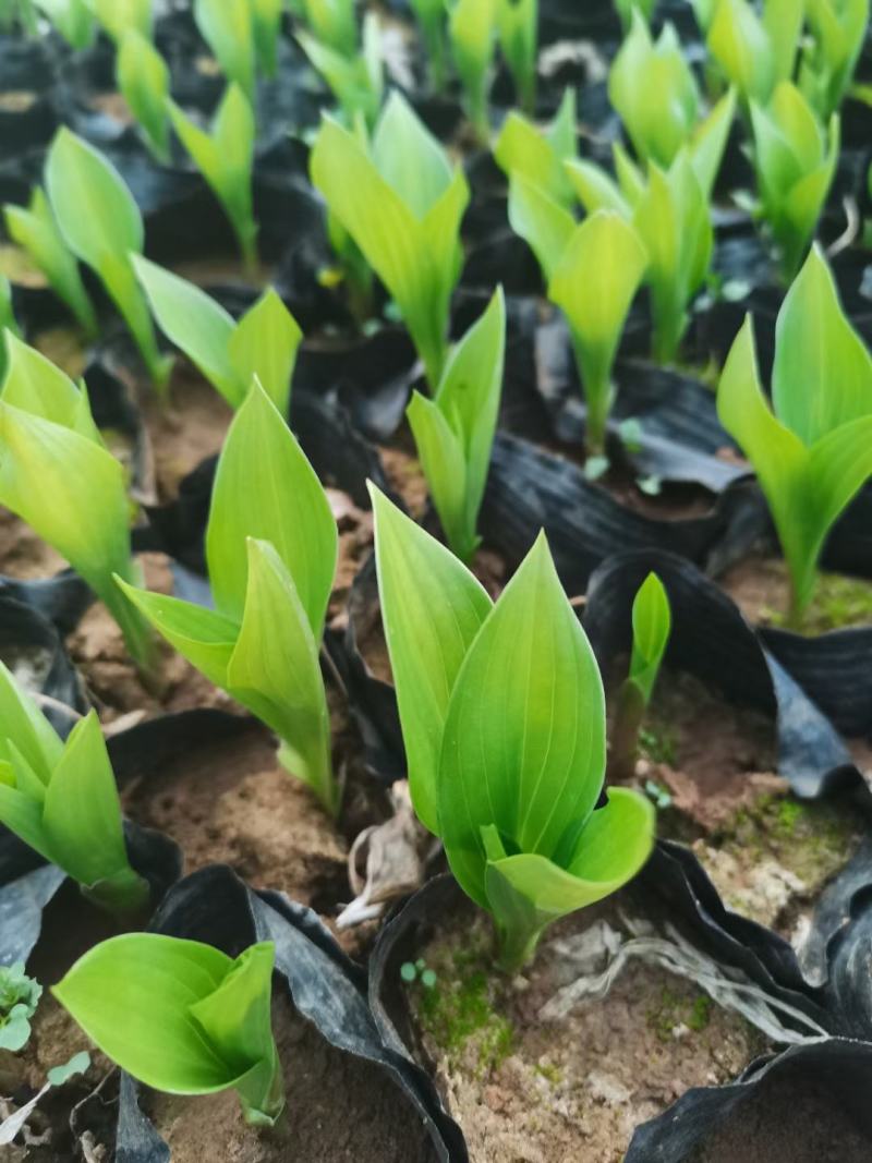 玉簪，百合科，多年生宿根植物属耐阴植物