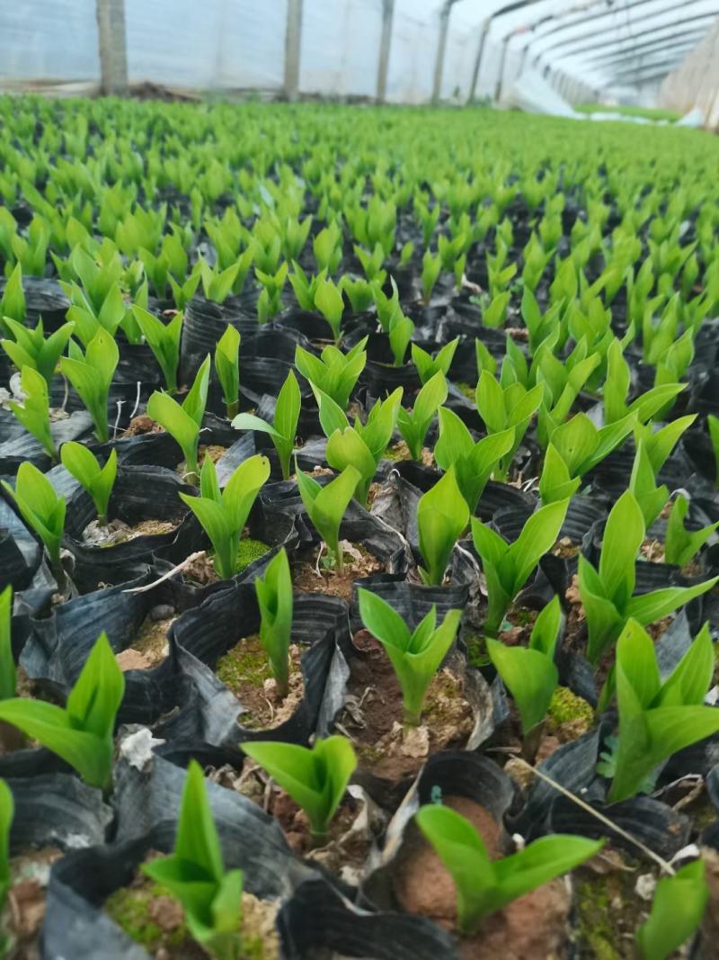 玉簪，百合科，多年生宿根植物属耐阴植物