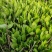 玉簪，百合科，多年生宿根植物属耐阴植物