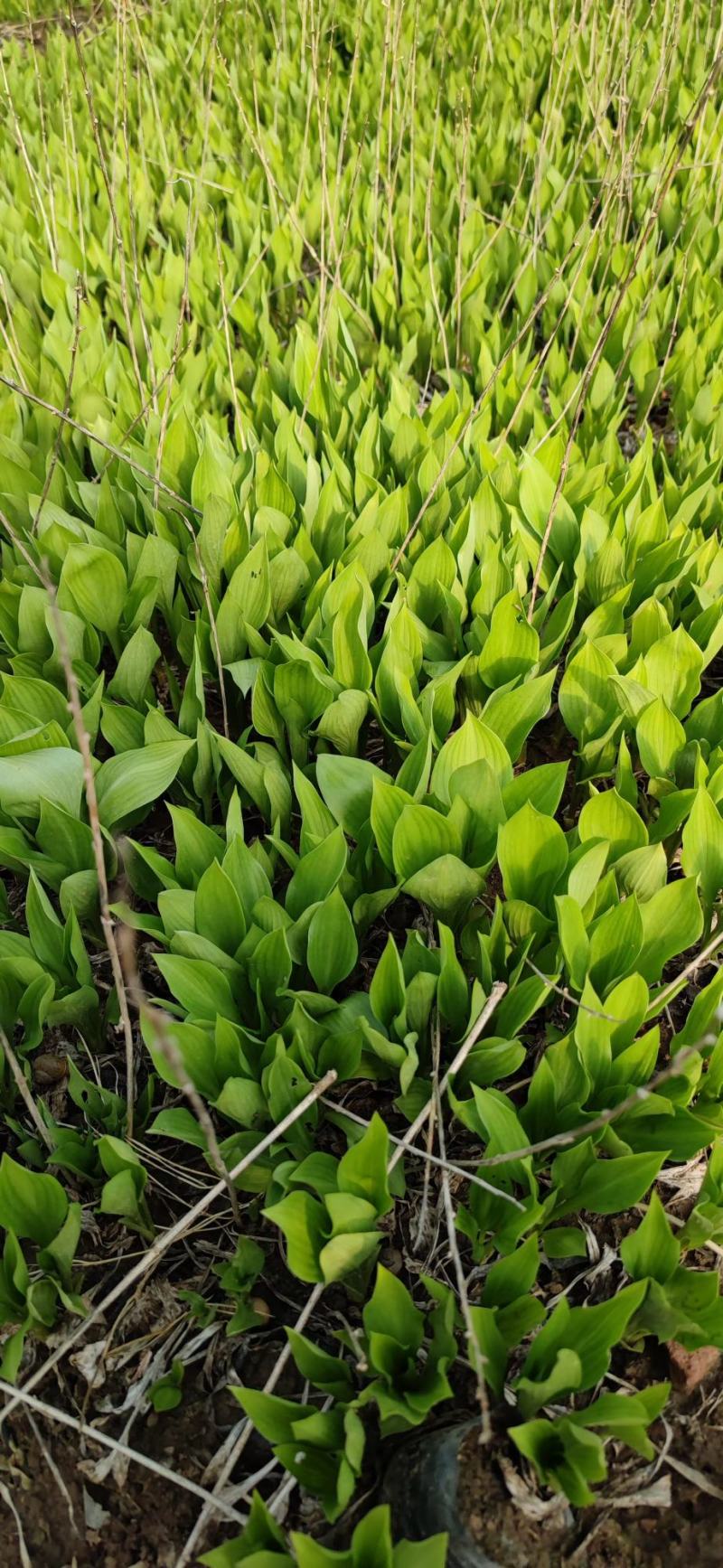玉簪，百合科，多年生宿根植物属耐阴植物