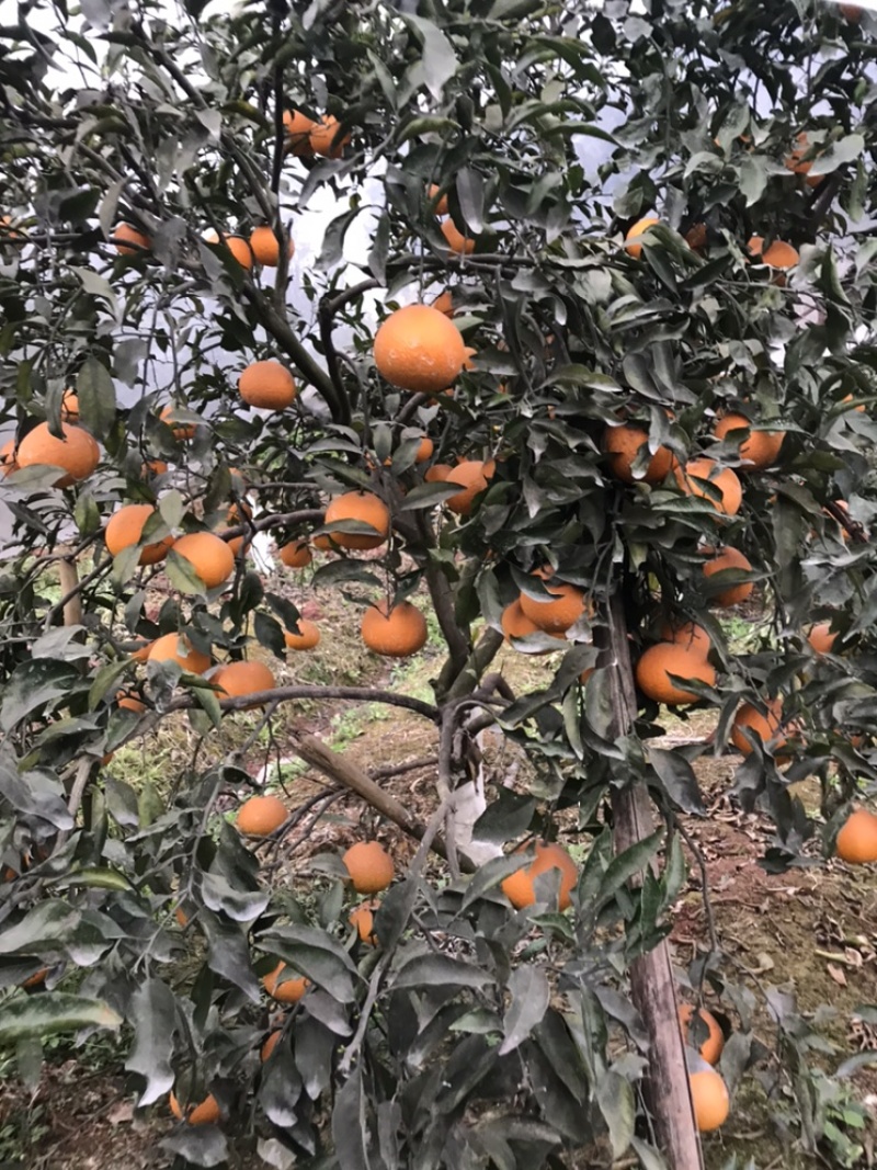 新鲜水果皇后青见.色彩鲜艳，口感很好。