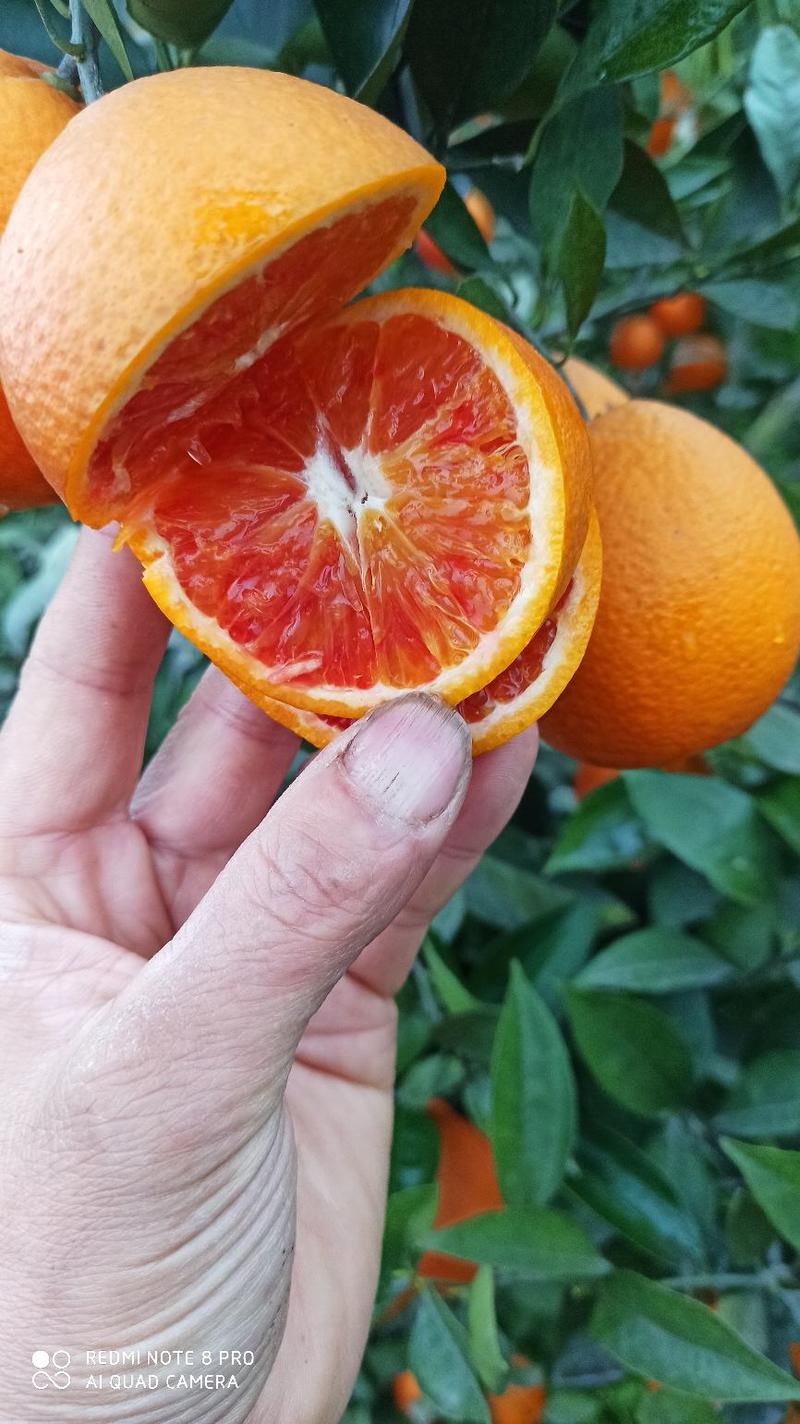 【一件代发】塔罗科4号7号血橙自己基地种植现摘现发
