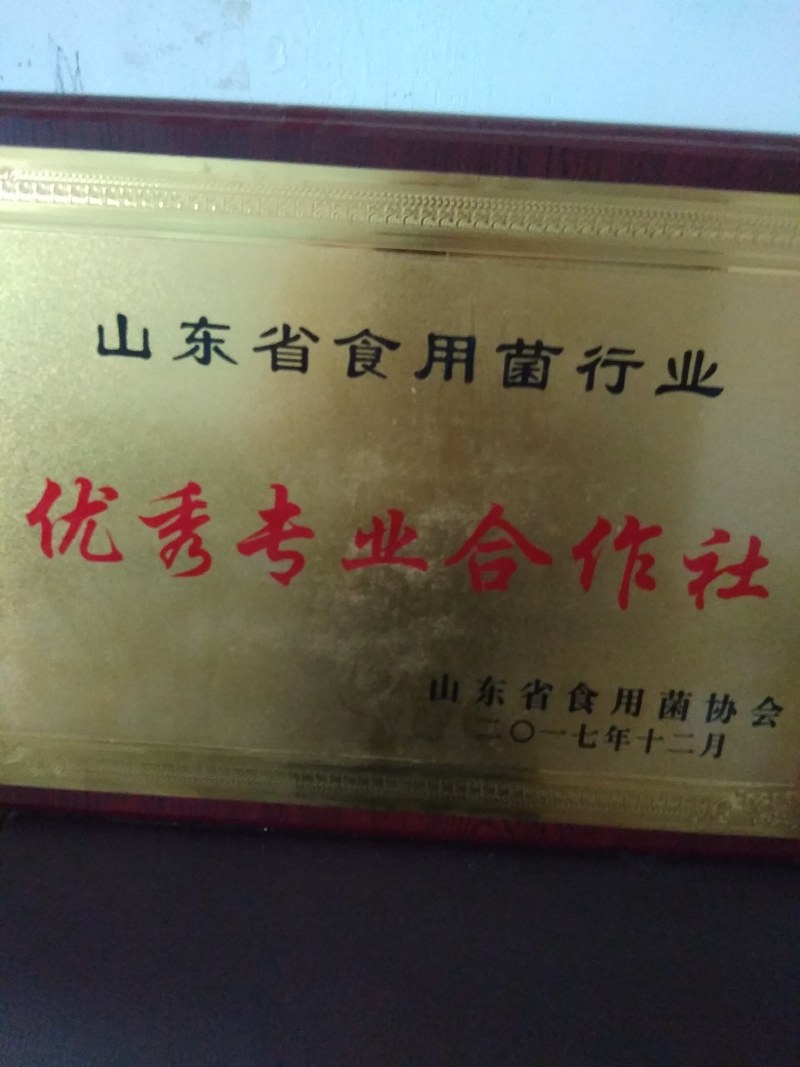 山东盛达菌业供应草菇母种原种栽培种