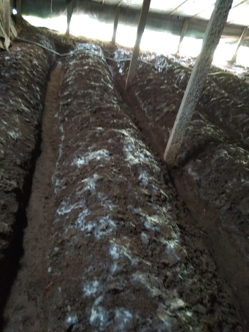 山东盛达菌业供应草菇母种原种栽培种