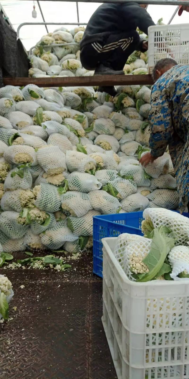 实花松花大量上市，提供各种包装，代办代发，发货各地市场