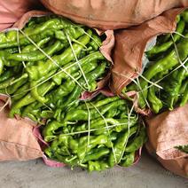 海南精品陇椒货源足质量好价格实惠，有实力的一手供应商