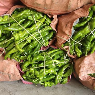 海南精品陇椒货源足质量好价格实惠，有实力的一手供应商