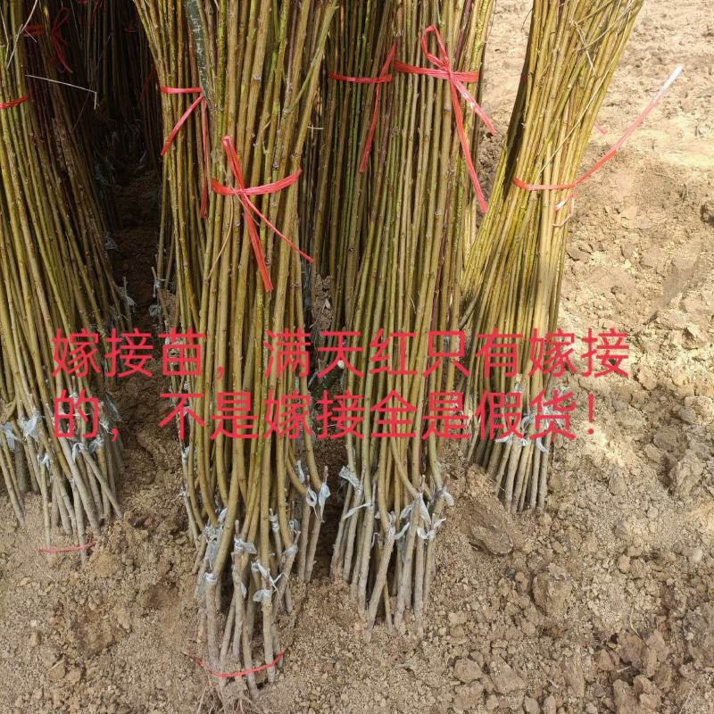 观赏桃花满天红碧桃树苗苗工程绿化苗风景树苗庭红叶碧桃