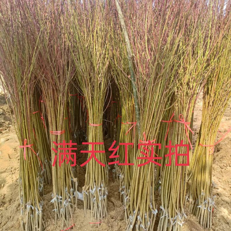 观赏桃花满天红碧桃树苗苗工程绿化苗风景树苗庭红叶碧桃