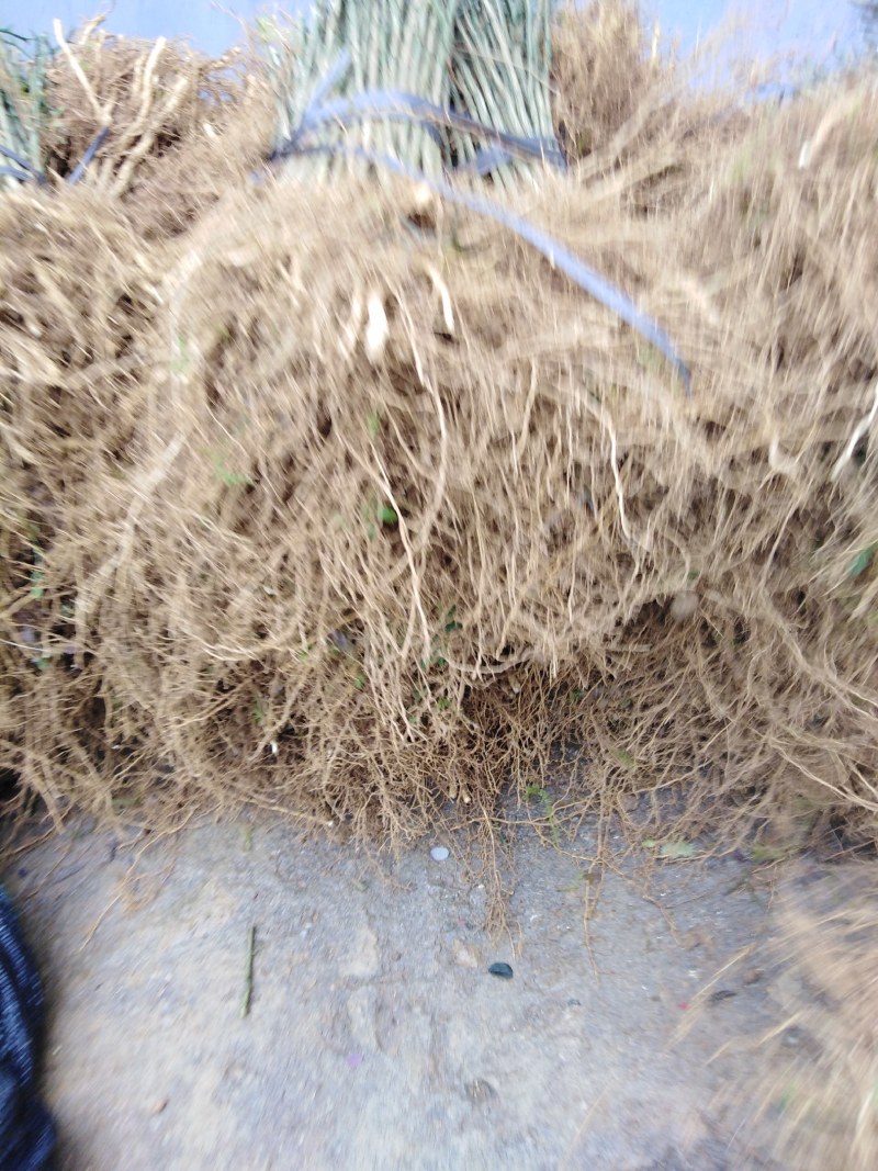 枳壳苗积壳苗枸橘苗广西桂林枳壳苗量大包邮