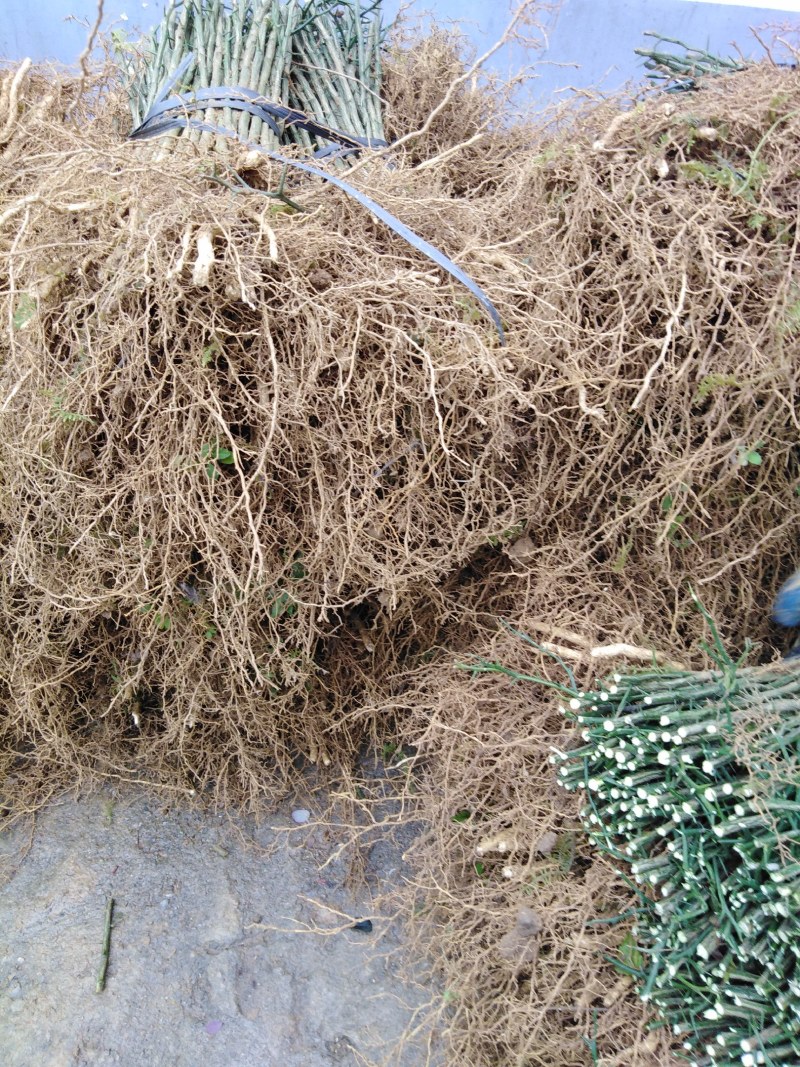 枳壳苗积壳苗枸橘苗广西桂林枳壳苗量大包邮