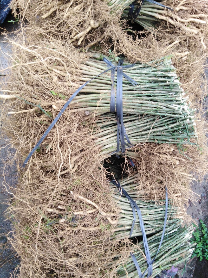 枳壳苗积壳苗枸橘苗广西桂林枳壳苗量大包邮