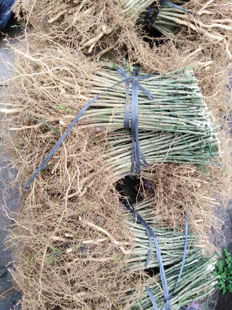 枳壳苗积壳苗枸橘苗广西桂林枳壳苗量大包邮