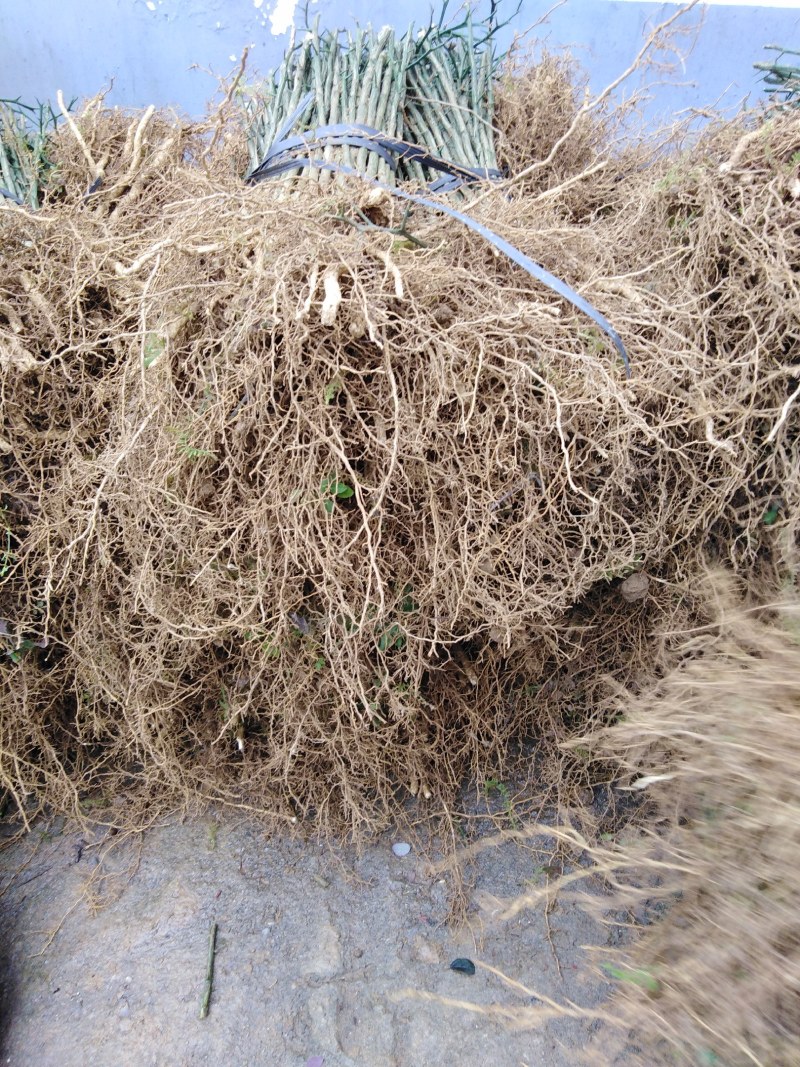 枳壳苗积壳苗枸橘苗广西桂林枳壳苗量大包邮
