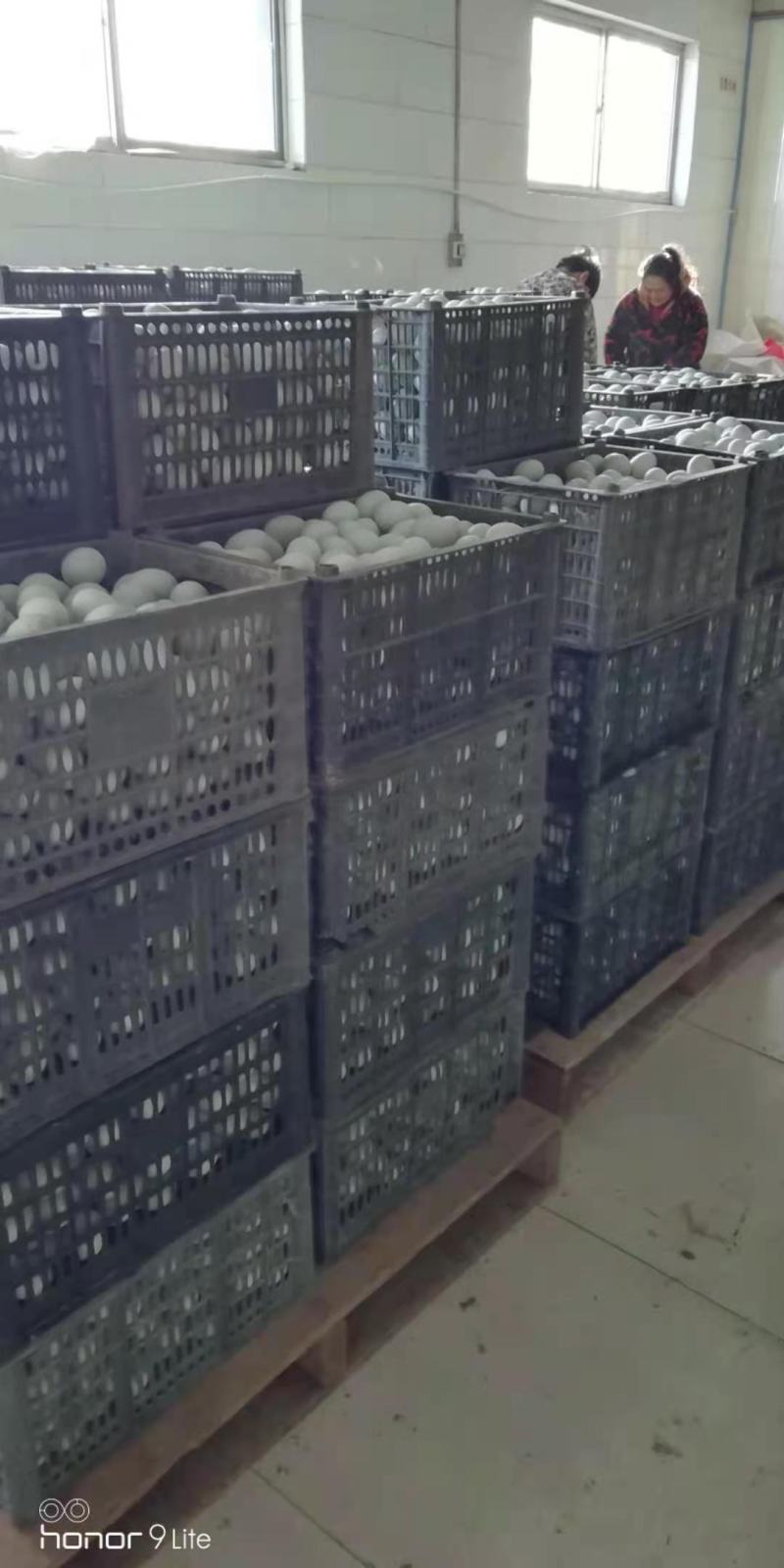 咸鸭蛋批发山东咸鸭蛋黄流油【个大味道好】消费者都说好