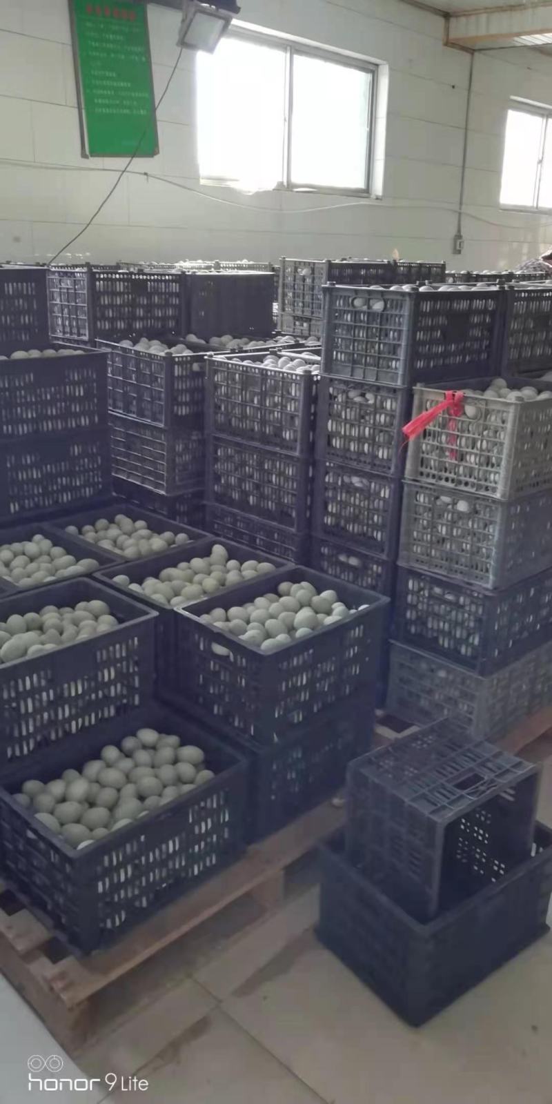 咸鸭蛋批发山东咸鸭蛋黄流油【个大味道好】消费者都说好