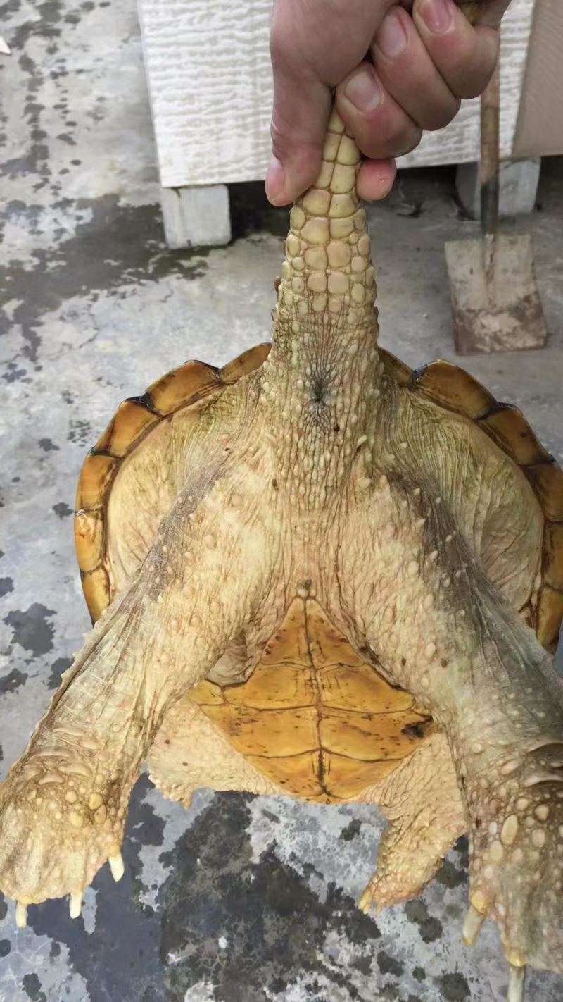 家养稳产种龟，可以按照公母比例搭配养殖，也可以食用