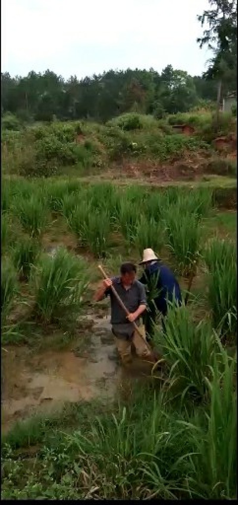 高产双季茭白种苗销售