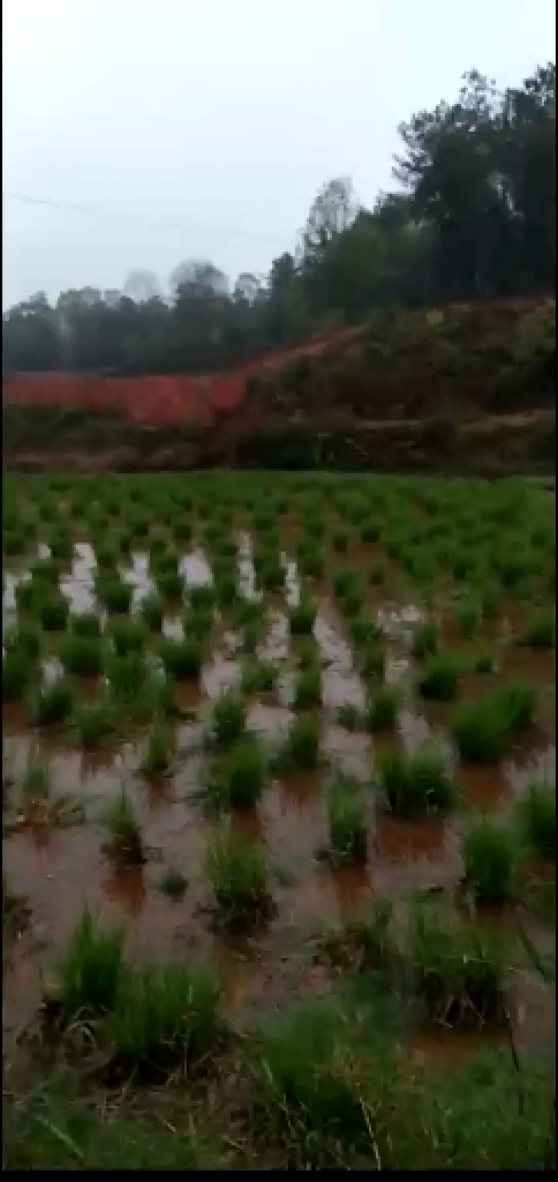 高产双季茭白种苗销售