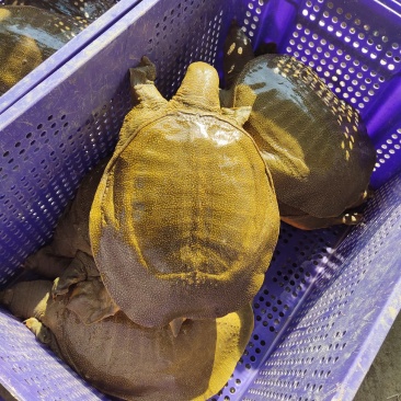 中华黄甲鱼……外塘甲鱼