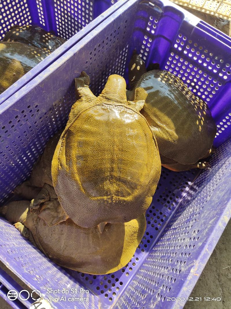 中华黄甲鱼……外塘甲鱼