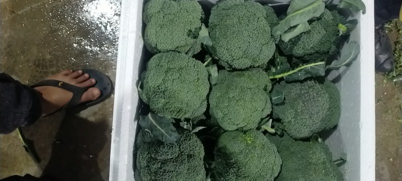 《推荐》上万亩精品西兰花，产地直供，一手货源大量上市