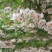 玉玲花(野茉莉)可做行道树花香浓郁