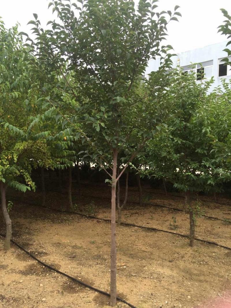 玉玲花(野茉莉)可做行道树花香浓郁