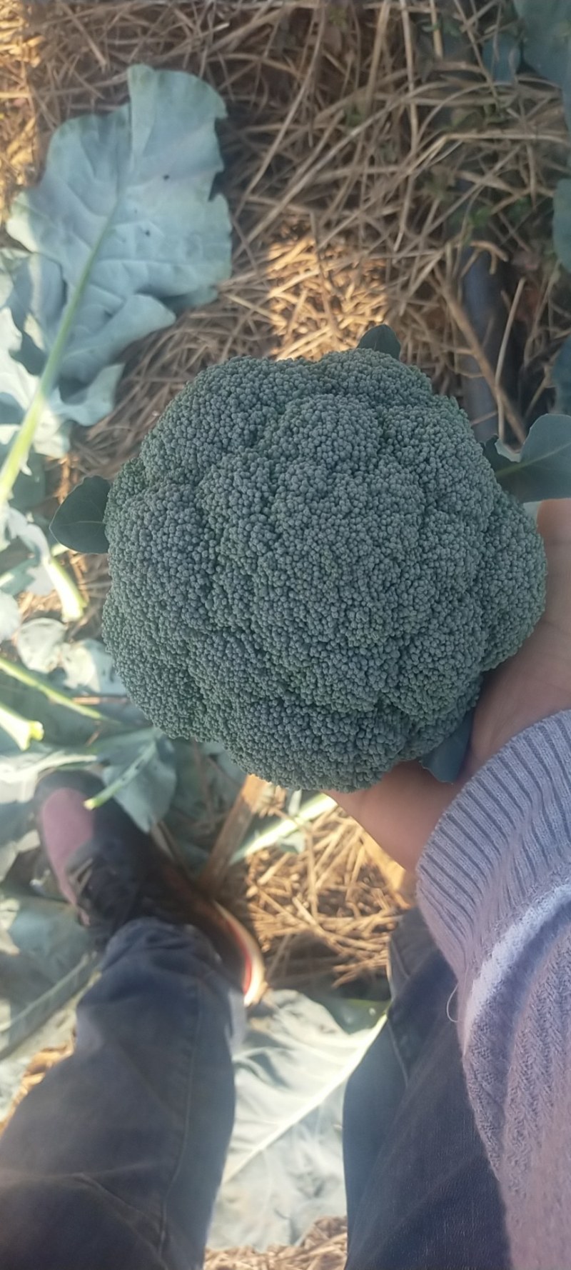 《推荐》上万亩精品西兰花，产地直供，一手货源大量上市