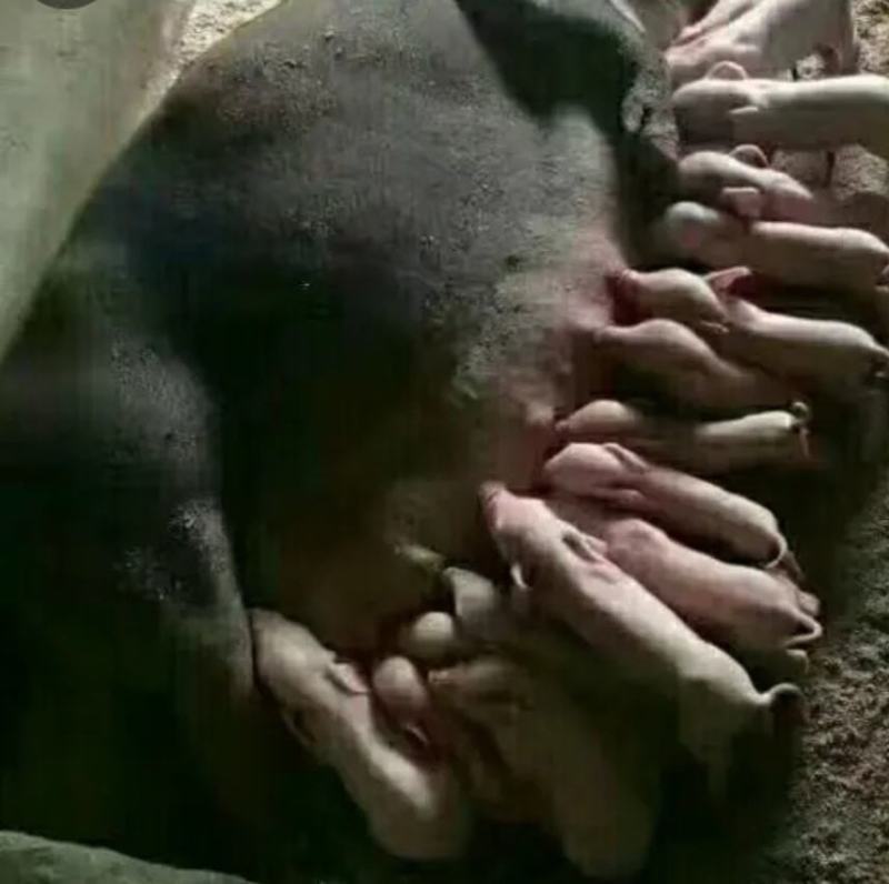 猪场销售苏太母猪仔送猪到家途中出现伤亡卖家承担