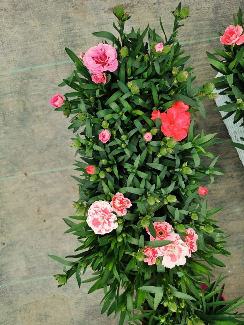 康乃馨/多年生植物/带花发货/基地直销/价格优惠/