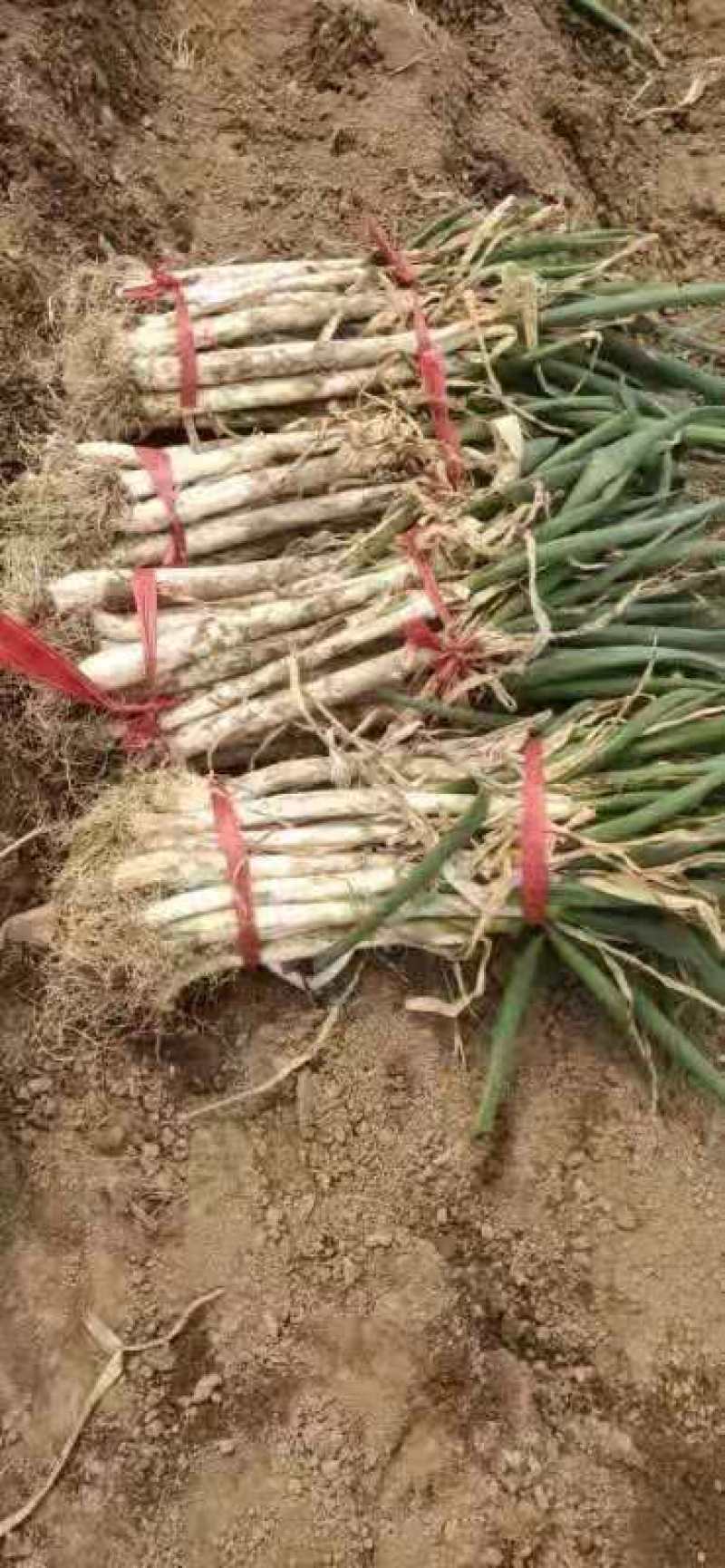 发芽长白大葱，葱白35_40公分需要提前预定了