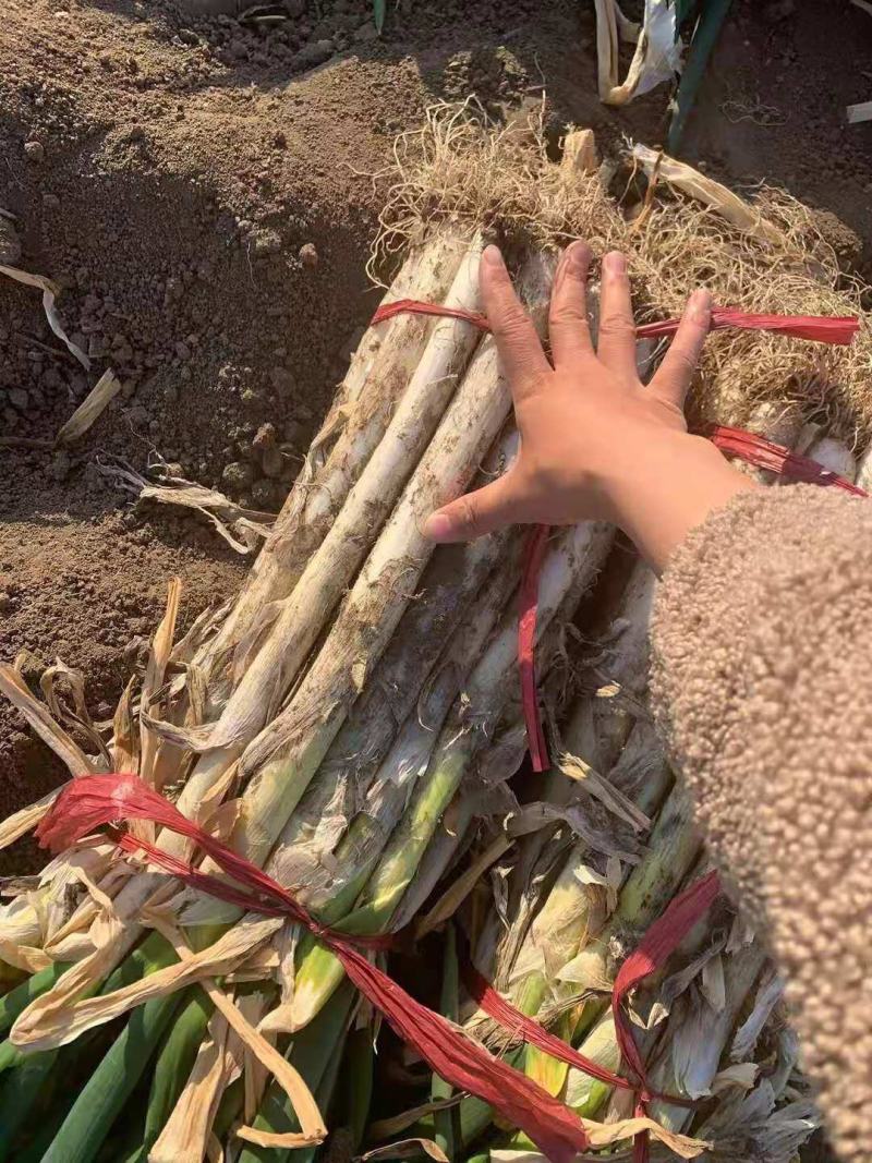 发芽长白大葱，葱白35_40公分需要提前预定了