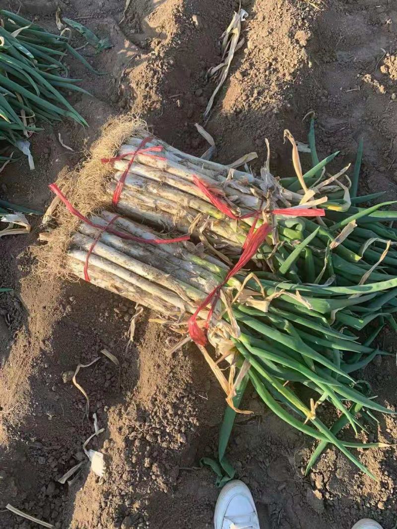 发芽长白大葱，葱白35_40公分需要提前预定了